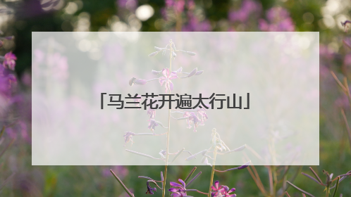 马兰花开遍太行山